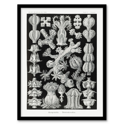Artery8 Gorgonia Vintage Coral Haeckel Botanical Framed Wall Art Print 12X16" from B&Q