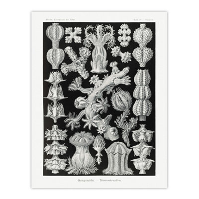 Artery8 Gorgonia Vintage Coral Haeckel Botanical Wall Art Poster Print 12X16" from B&Q