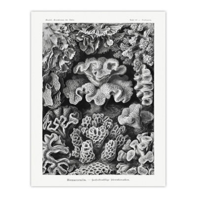 Artery8 Hexacorallia Vintage Coral Haeckel Botanical Wall Art Poster Print 12X16" from B&Q