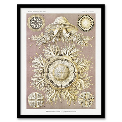 Artery8 Jellyfish Discomedusae Vintage Haeckel Framed Wall Art Print 12X16" from B&Q
