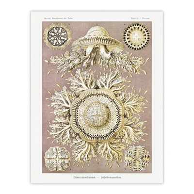 Artery8 Jellyfish Discomedusae Vintage Haeckel Wall Art Poster Print 12X16" from B&Q