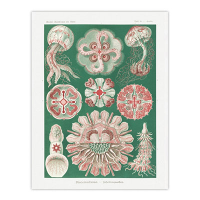 Artery8 Green Pink Vintage Jellyfish Haeckel Botanical Wall Art Poster Print 12X16" from B&Q