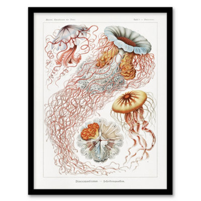 Artery8 Lion's Mane Jellyfish Haeckel Botanical Framed Wall Art Print 12X16" from B&Q
