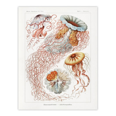 Artery8 Lion's Mane Jellyfish Haeckel Botanical Wall Art Poster Print 12X16" from B&Q