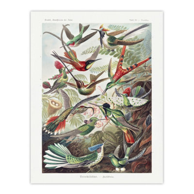 Artery8 Kolibri Birds Hummingbird Species Haeckel Wall Art Poster Print 12X16" from B&Q