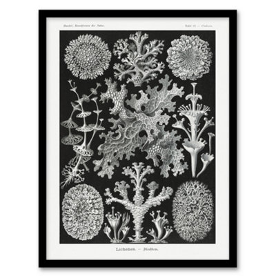 Artery8 Lichen Species Vintage Haeckel Botanical Framed Wall Art Print 12X16"