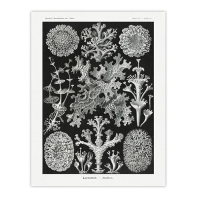 Artery8 Lichen Species Vintage Haeckel Botanical Wall Art Poster Print 12X16"