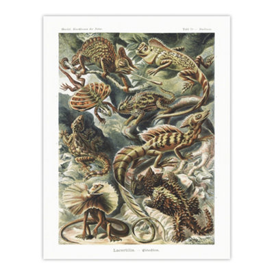 Artery8 Lacertilia Reptile Lizard Species Haeckel Wall Art Poster Print 12X16" from B&Q
