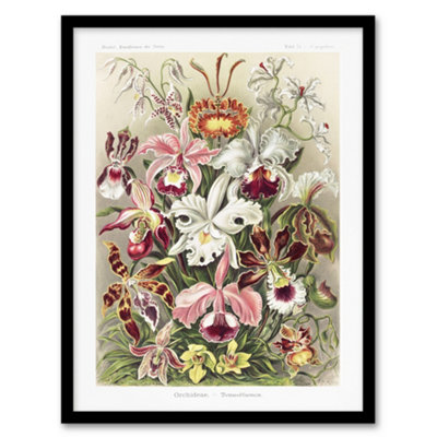 B&Q -  Orchid Flower Colourful Varieties Haeckel Framed Wall Art Print 12X16"