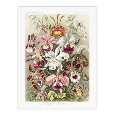 B&Q -  Orchid Flower Colourful Varieties Haeckel Wall Art Poster Print 12X16"