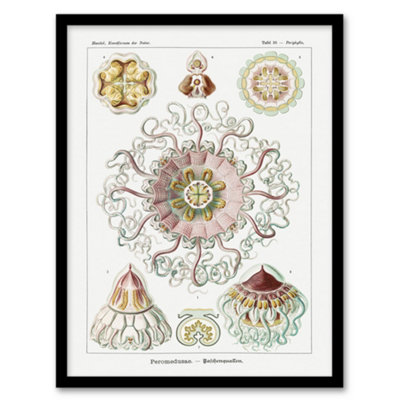 Artery8 Vintage Jellyfish Ocean Marine Haeckel Botanical Framed Wall Art Print 12X16" from B&Q