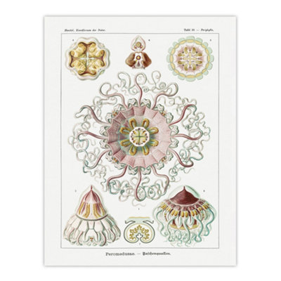 Artery8 Vintage Jellyfish Ocean Marine Haeckel Botanical Wall Art Poster Print 12X16" from B&Q