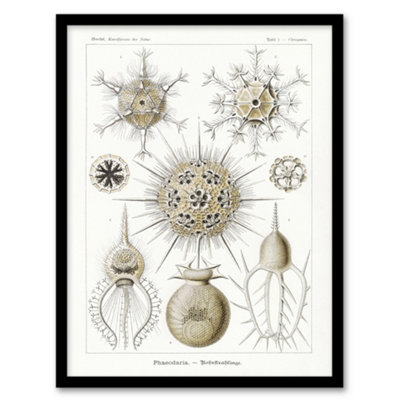 Artery8 Phaeodaria Amoeba Vintage Haeckel Botanical Framed Wall Art Print 12X16" from B&Q
