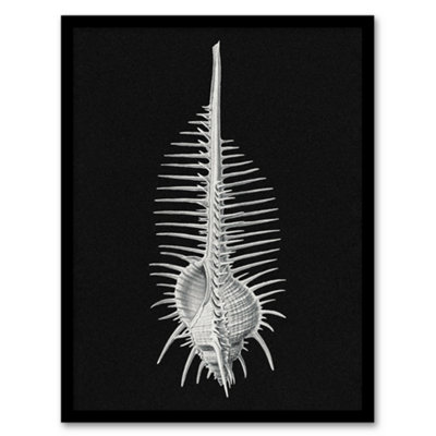B&Q -  Sea Shell Sketch On Black Haeckel Botanical Framed Wall Art Print 12X16"