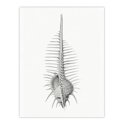 B&Q -  Murex Shell Seashell Drawing Haeckel Botanical Wall Art Poster Print 12X16"