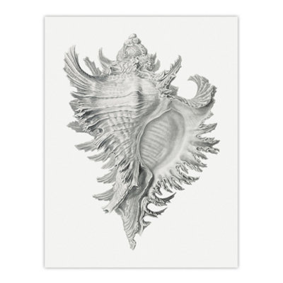 Artery8 Whelk Sea Snail Shell Drawing Haeckel Botanical Wall Art Poster Print 12X16" from B&Q