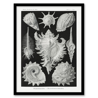 Artery8 Sea Snail Shells Vintage Haeckel Botanical Framed Wall Art Print 12X16" from B&Q