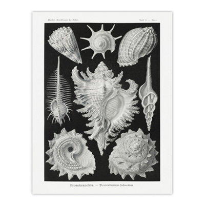 Artery8 Sea Snail Shells Vintage Haeckel Botanical Wall Art Poster Print 12X16" from B&Q