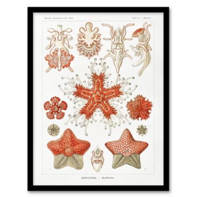 Artery8 Asteroidea Starfish Sea Ocean Haeckel Botanical Framed Wall Art Print 12X16" from B&Q