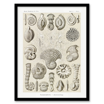 B&Q -  Thalamophora Vintage Marine Life Haeckel Framed Wall Art Print 12X16"