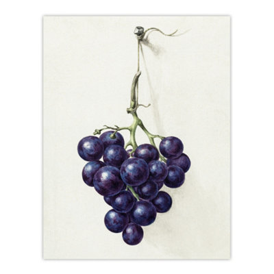 Artery8 Bunch Of Blue Grapes Oil Jean Bernard Vintage Wall Art Poster Print 12X16"