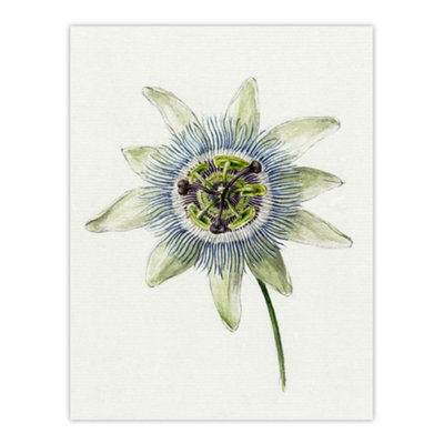 Artery8 Passion Flower Bloom Floral Drawing Bernard Wall Art Poster Print 12X16" from B&Q