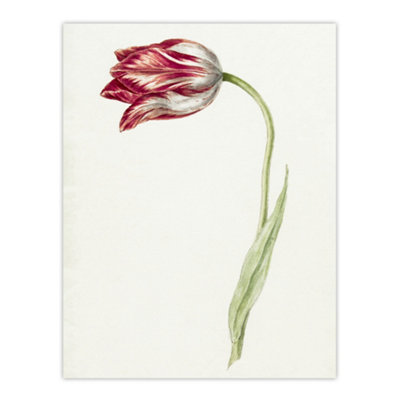 Artery8 Pink Tulip Flower Drawing Jean Bernard Vintage Wall Art Poster Print 12X16" from B&Q