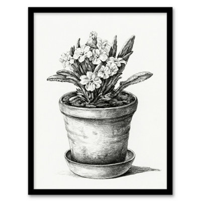 Artery8 Potted Flowering Plant Pencil Drawing Bernard Framed Wall Art Print 12X16" from B&Q