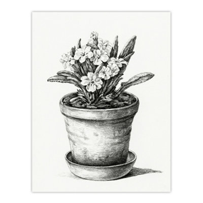 Artery8 Potted Flowering Plant Pencil Drawing Bernard Wall Art Poster Print 12X16" from B&Q