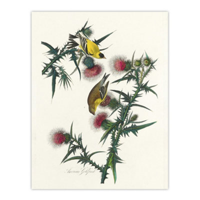 Artery8 American Goldfinch And Thistle Audubon Nature Wall Art Poster Print 12X16" from B&Q
