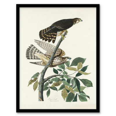 Artery8 Birds Of America Pigeon Hawk Audubon Nature Framed Wall Art Print 12X16" from B&Q
