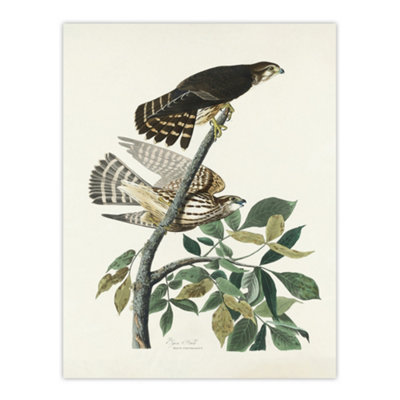 Artery8 Birds Of America Pigeon Hawk Audubon Nature Wall Art Poster Print 12X16" from B&Q