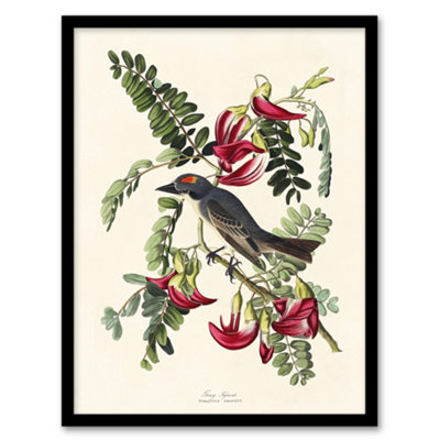 Artery8 Birds Of America Piping Flycatcher Audubon Framed Wall Art Print 12X16" from B&Q