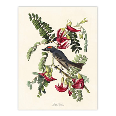 Artery8 Birds Of America Piping Flycatcher Audubon Wall Art Poster Print 12X16" from B&Q