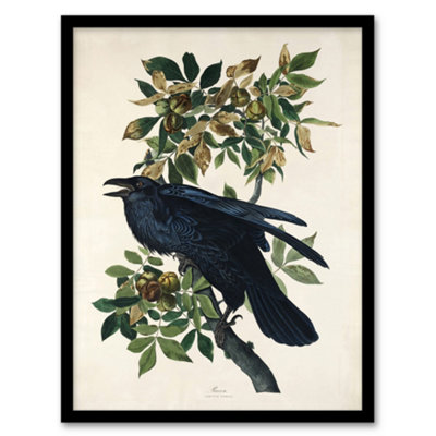 Artery8 Birds Of America Raven Audubon Nature Framed Wall Art Print 12X16" from B&Q