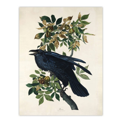 Artery8 Birds Of America Raven Audubon Nature Wall Art Poster Print 12X16" from B&Q