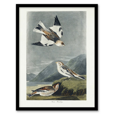 Artery8 Birds Of America Snow Bunting Audubon Nature Framed Wall Art Print 12X16" from B&Q