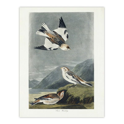 Artery8 Birds Of America Snow Bunting Audubon Nature Wall Art Poster Print 12X16" from B&Q