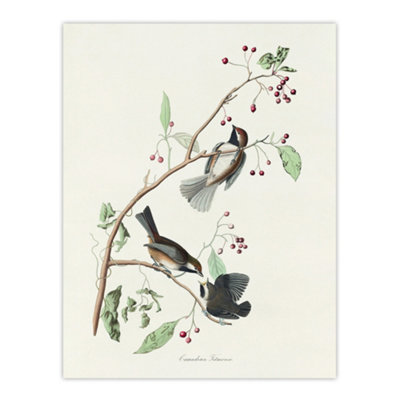 Artery8 Canadian Titmouse Bird Audubon Nature Wall Art Poster Print 12X16" from B&Q