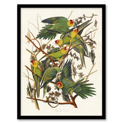 Artery8 Carolina Parakeet Parrot Audubon Nature Framed Wall Art Print 12X16" from B&Q