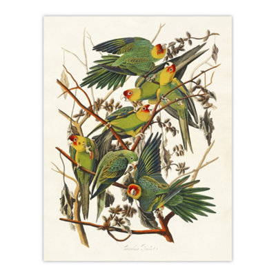 Artery8 Carolina Parakeet Parrot Audubon Nature Wall Art Poster Print 12X16" from B&Q