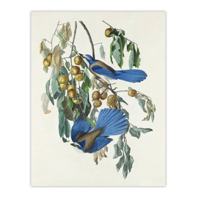 Artery8 Florida Jay And Persimmon Tree Audubon Nature Wall Art Poster Print 12X16" from B&Q