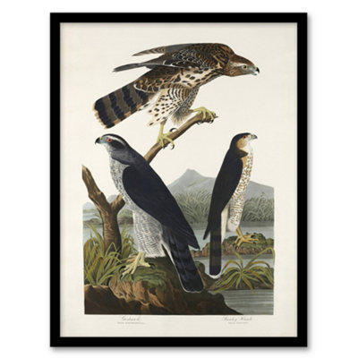 Artery8 Goshawk And Stanley Hawk Audubon Nature Framed Wall Art Print 12X16" from B&Q