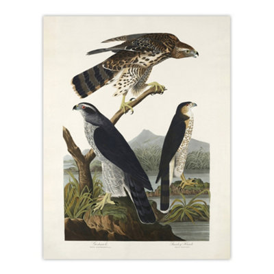 Artery8 Goshawk And Stanley Hawk Audubon Nature Wall Art Poster Print 12X16" from B&Q