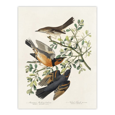 Artery8 Mountain Mocking Bird And Thrush Audubon Nature Wall Art Poster Print 12X16" from B&Q