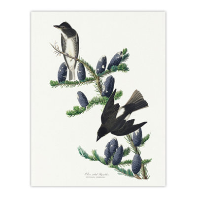 Artery8 Olive Sided Flycatcher Bird On Fir Tree Audubon Wall Art Poster Print 12X16" from B&Q