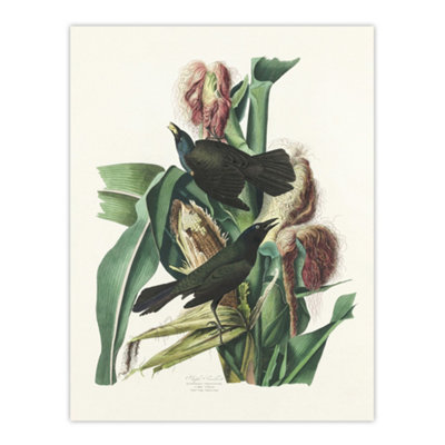 Artery8 Purple Grackle Crow Blackbird Audubon Nature Wall Art Poster Print 12X16" from B&Q