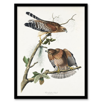 Artery8 Red Shouldered Hawk Audubon Nature Framed Wall Art Print 12X16" from B&Q
