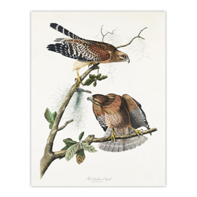 Artery8 Red Shouldered Hawk Audubon Nature Wall Art Poster Print 12X16" from B&Q