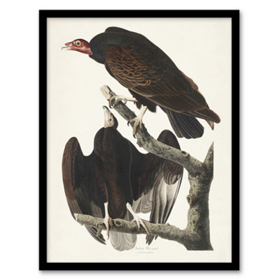 Artery8 Turkey Buzzard Vulture Audubon Nature Framed Wall Art Print 12X16" from B&Q